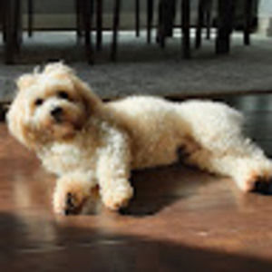 Meet your Posher, Tamarin_Z